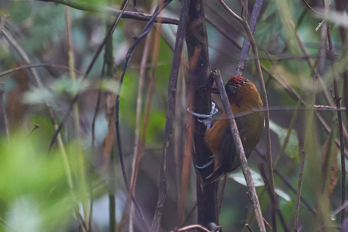 Rufous-breasted Piculet - ML483556471