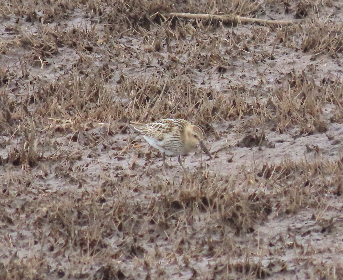 Dunlin - Guilherme Gonçalves