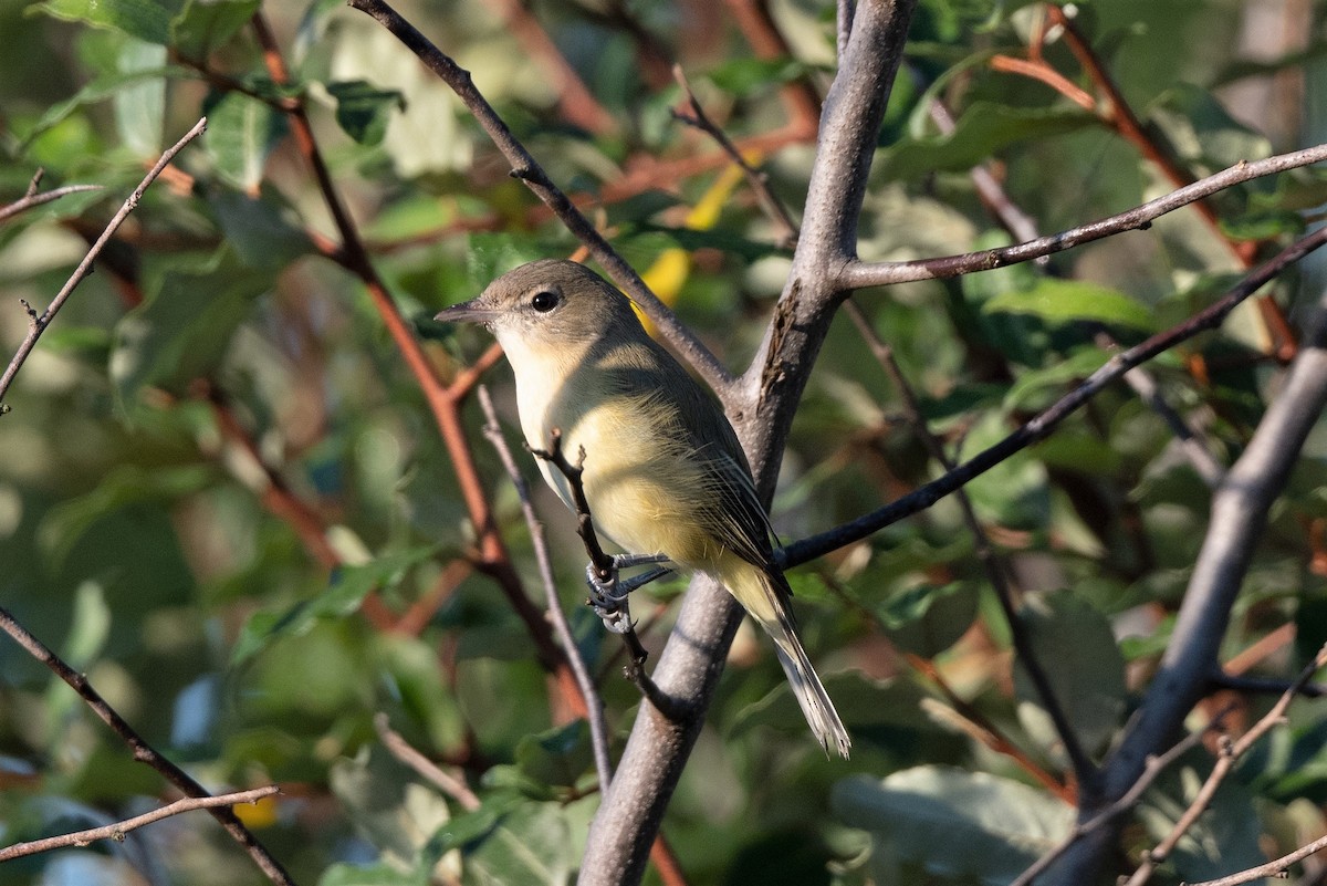 Braunaugenvireo - ML483557931