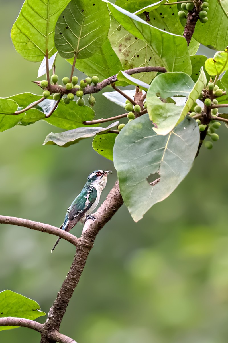 Dideric Cuckoo - ML483559341