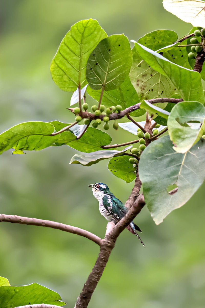 Dideric Cuckoo - ML483559391