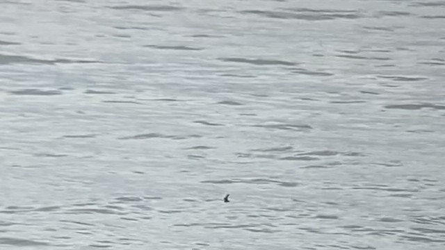 Least Storm-Petrel - ML483559731