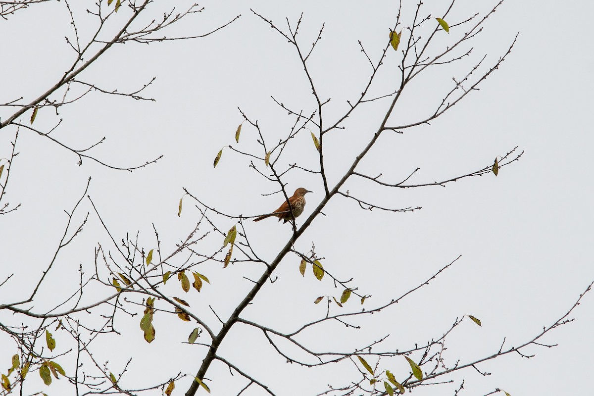 Brown Thrasher - ML483559891