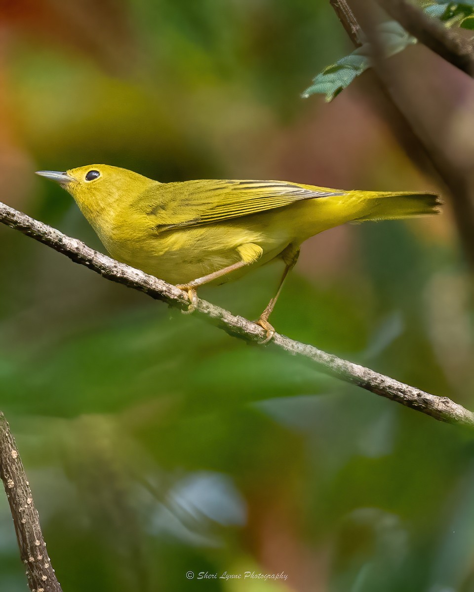 Yellow Warbler - ML483560241