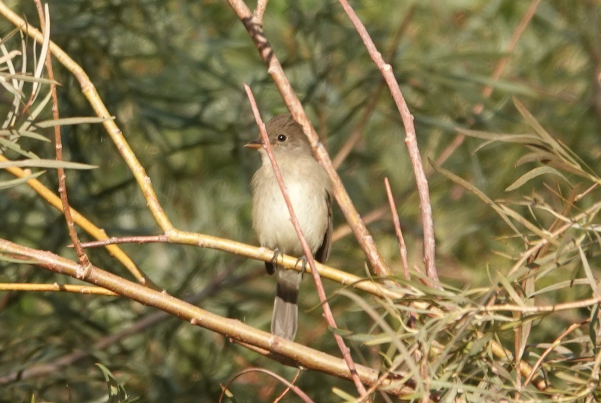 Willow Flycatcher - ML483561291