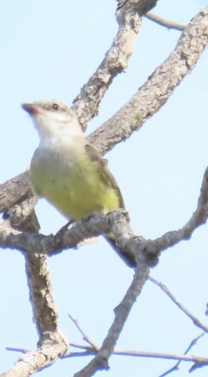 Western Kingbird - ML483561341