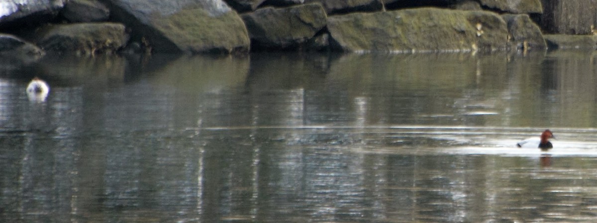 Canvasback - ML48356211