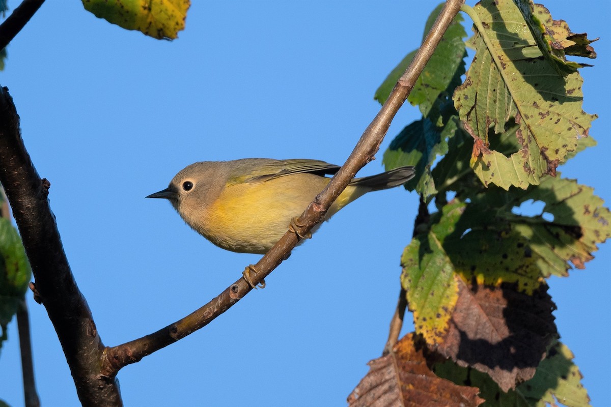 Nashville Warbler - ML483562271