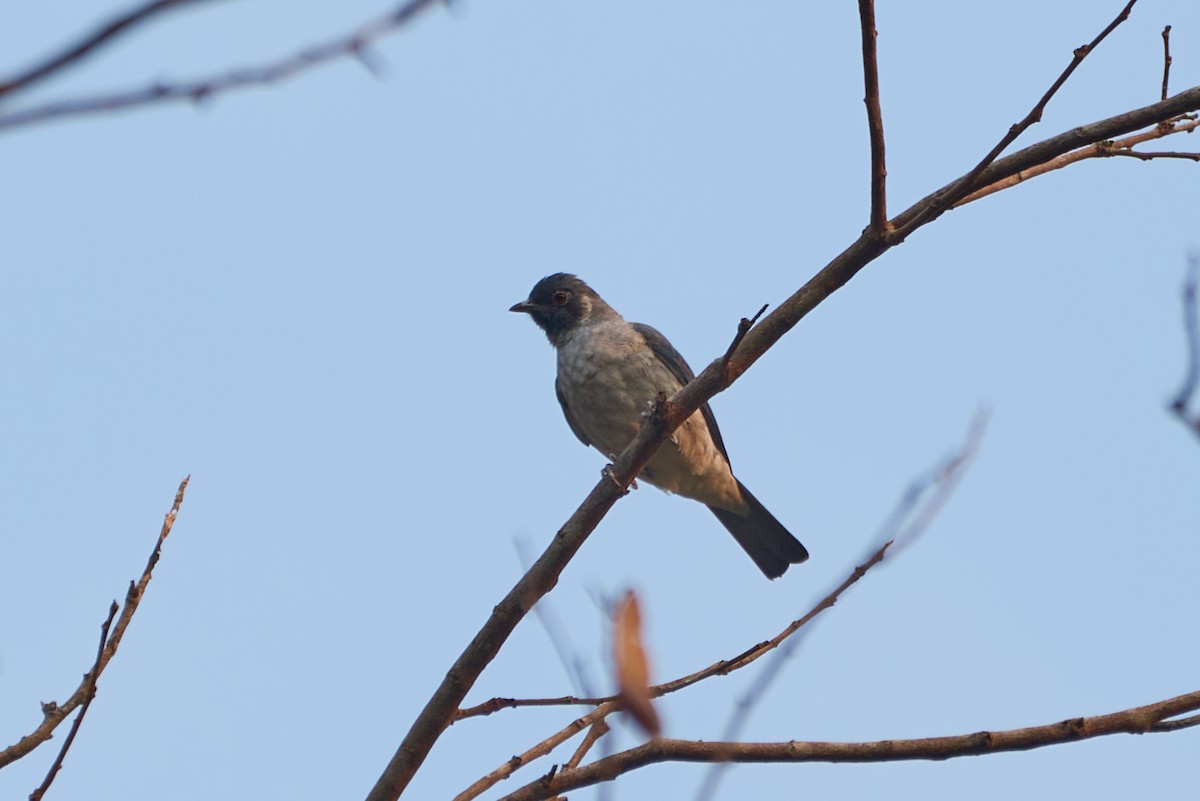 Black-faced Cotinga - ML483563141