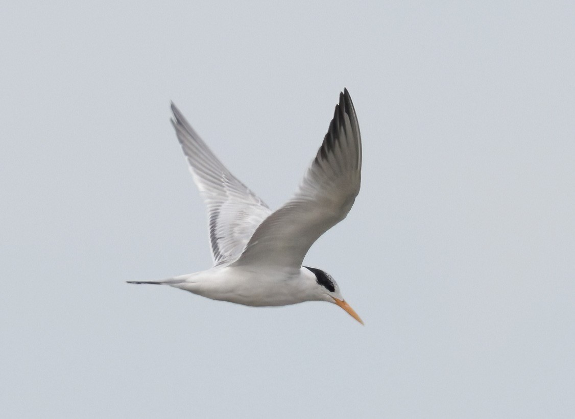Elegant Tern - ML483563501