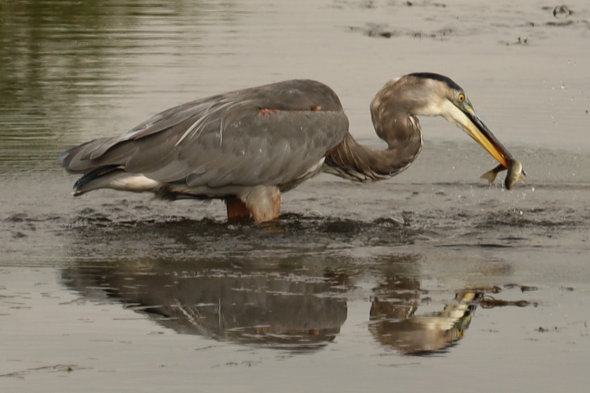 Great Blue Heron - ML483565551