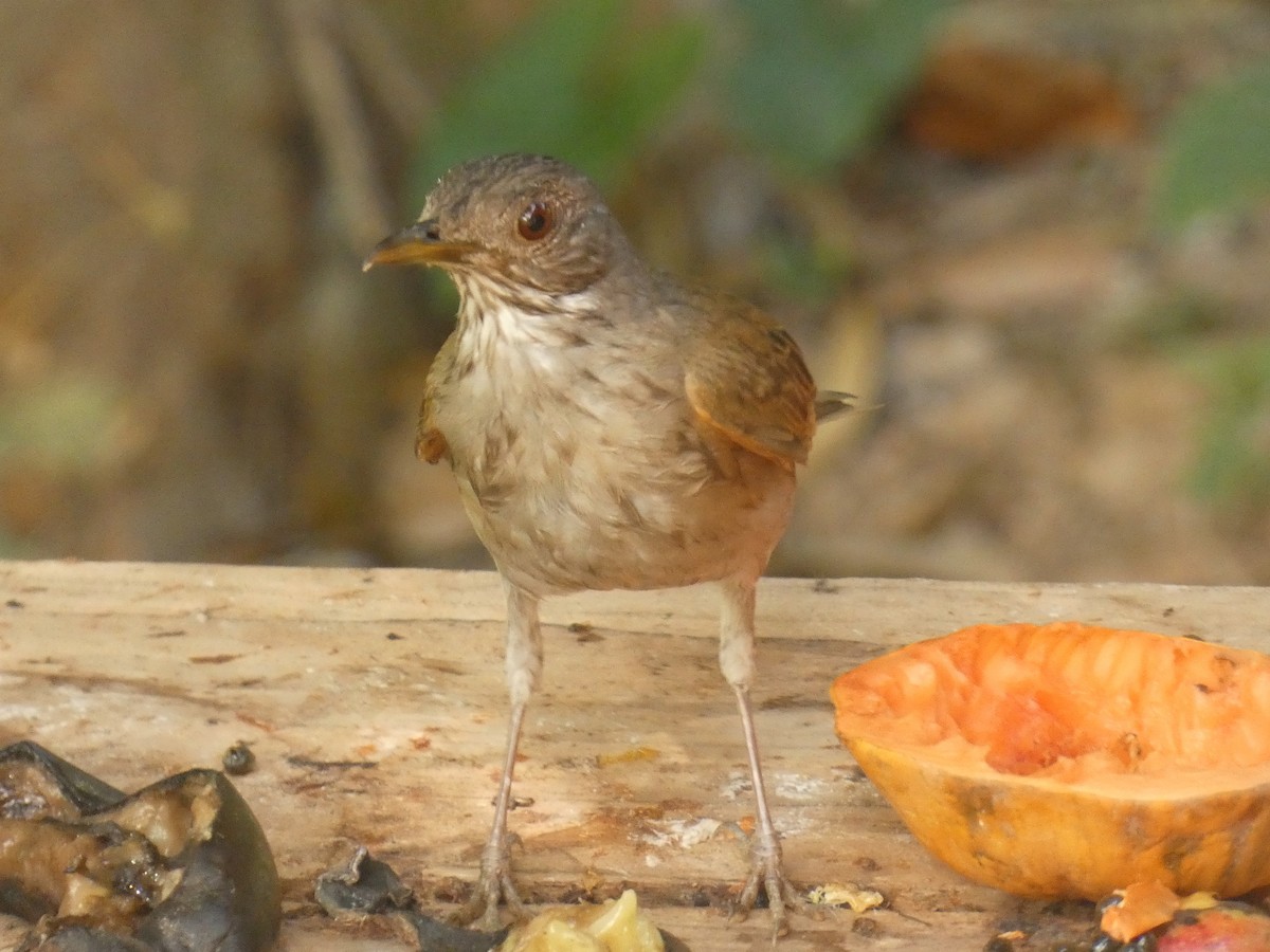 Pale-breasted Thrush - ML483566681