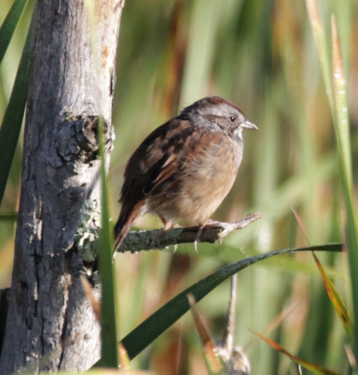 Swamp Sparrow - ML483570201