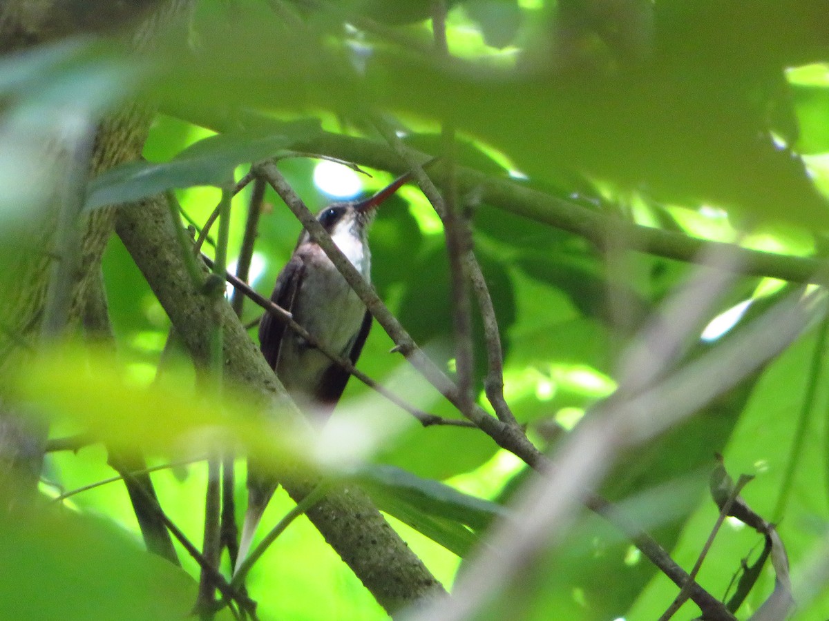 Pale-bellied Hermit - ML483571671