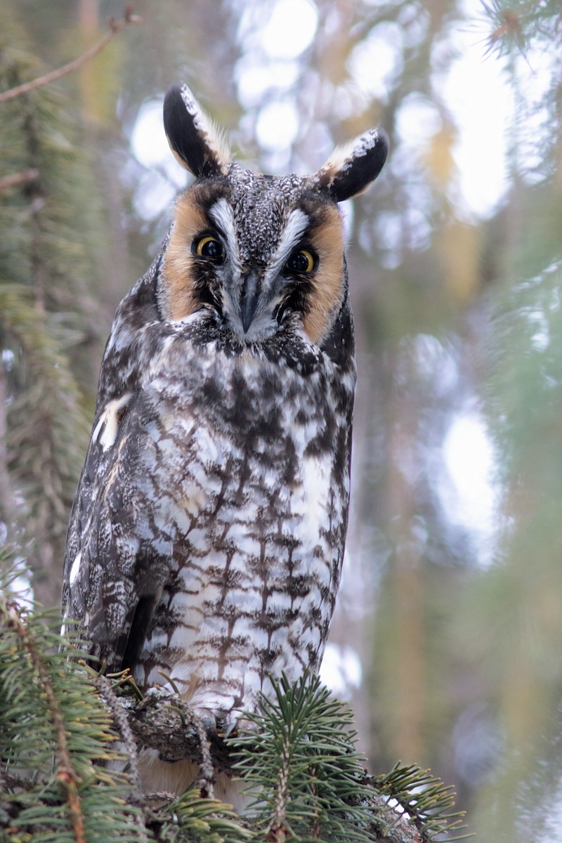 Long-eared Owl - Sylvain Cardinal