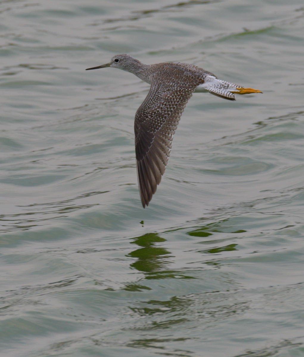 Greater Yellowlegs - ML483572091