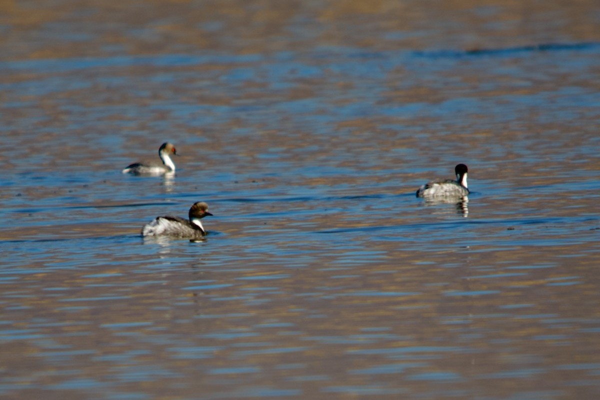 Silvery Grebe - ML483572891