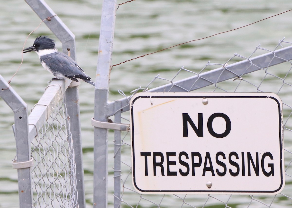 Belted Kingfisher - Stephen Taylor