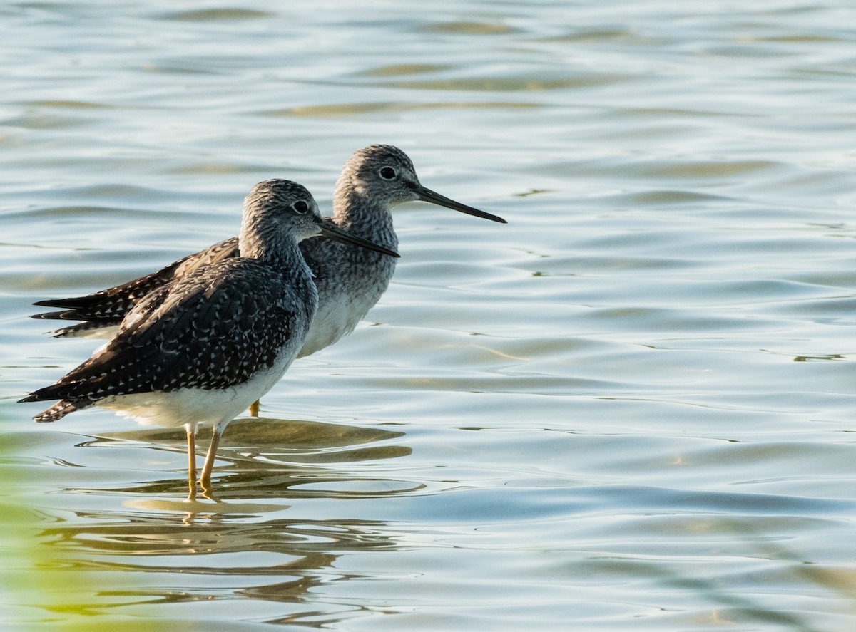 Greater Yellowlegs - ML483573301