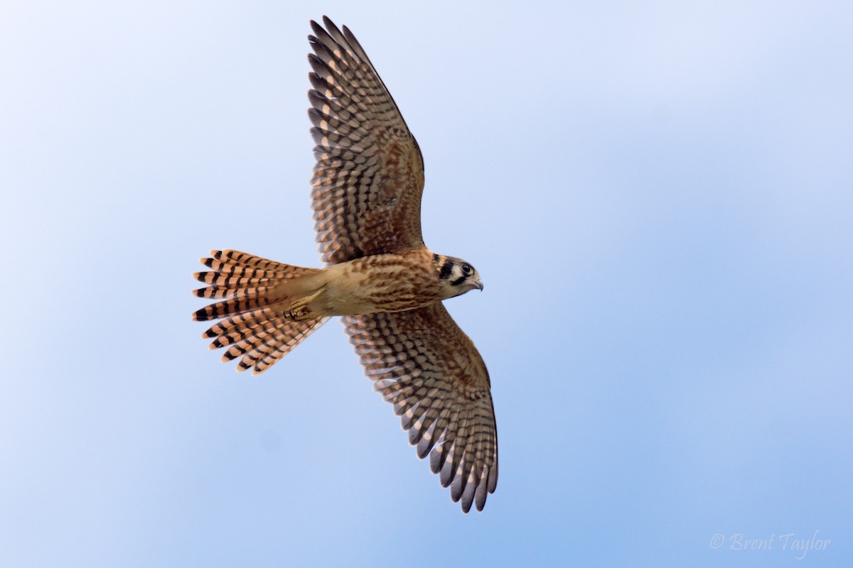 American Kestrel - ML483573321