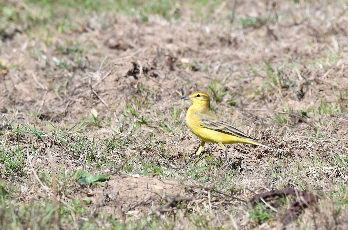 Western Yellow Wagtail - ML483573491