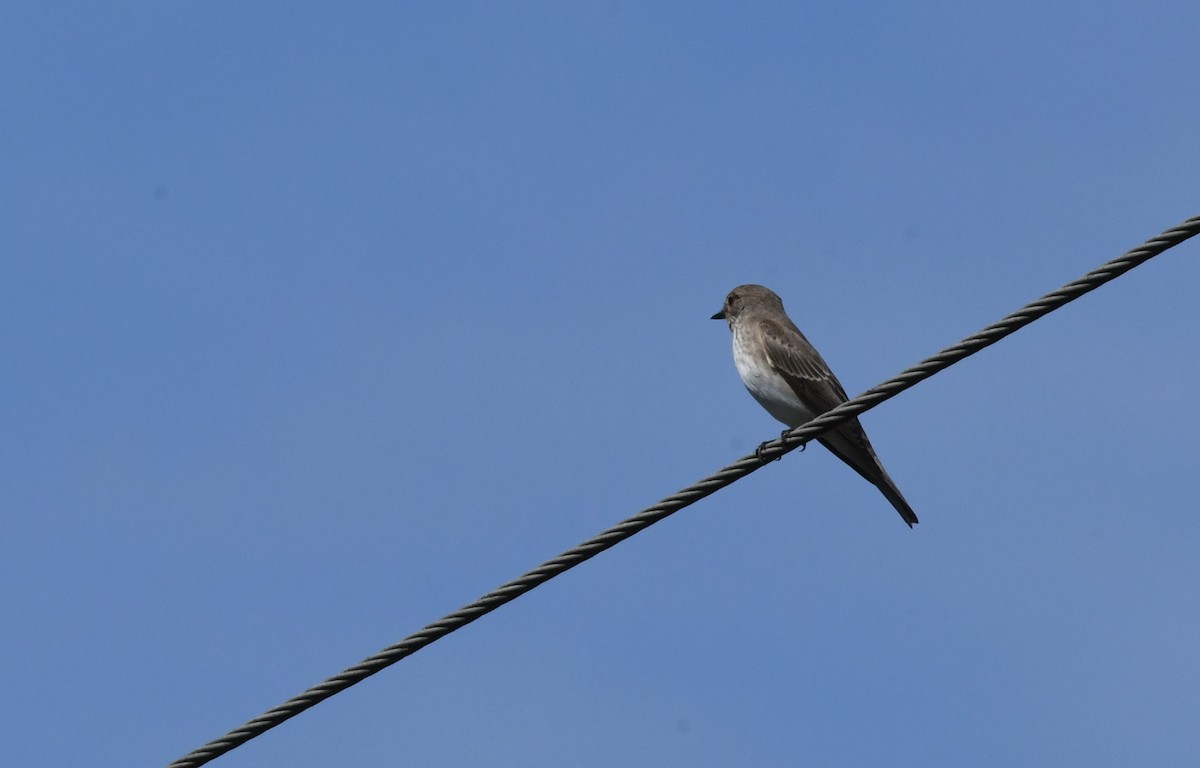 Spotted Flycatcher - ML483573521