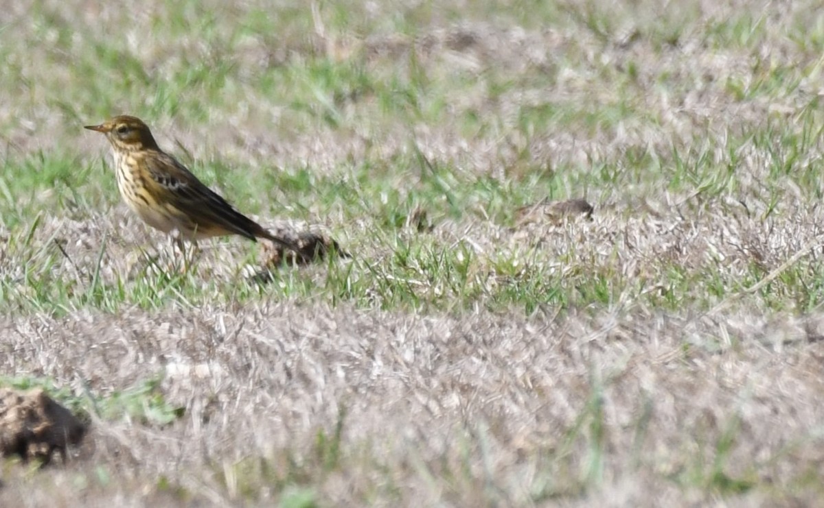 Meadow Pipit - ML483573651