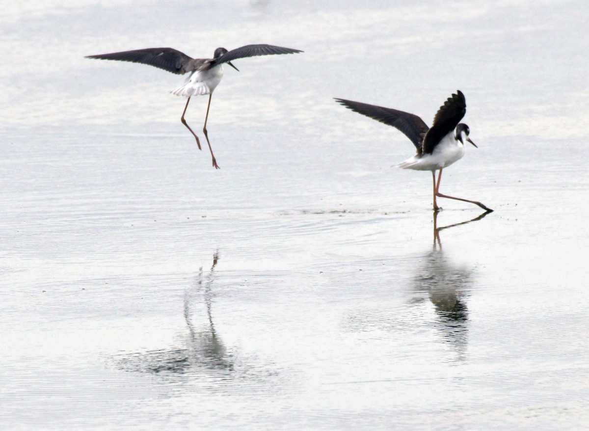 Black-necked Stilt - ML483573741