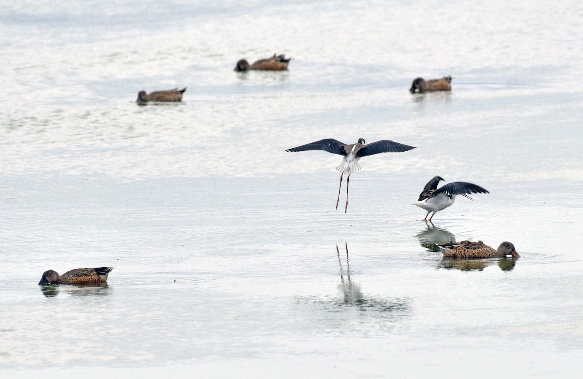 Black-necked Stilt - ML483573751