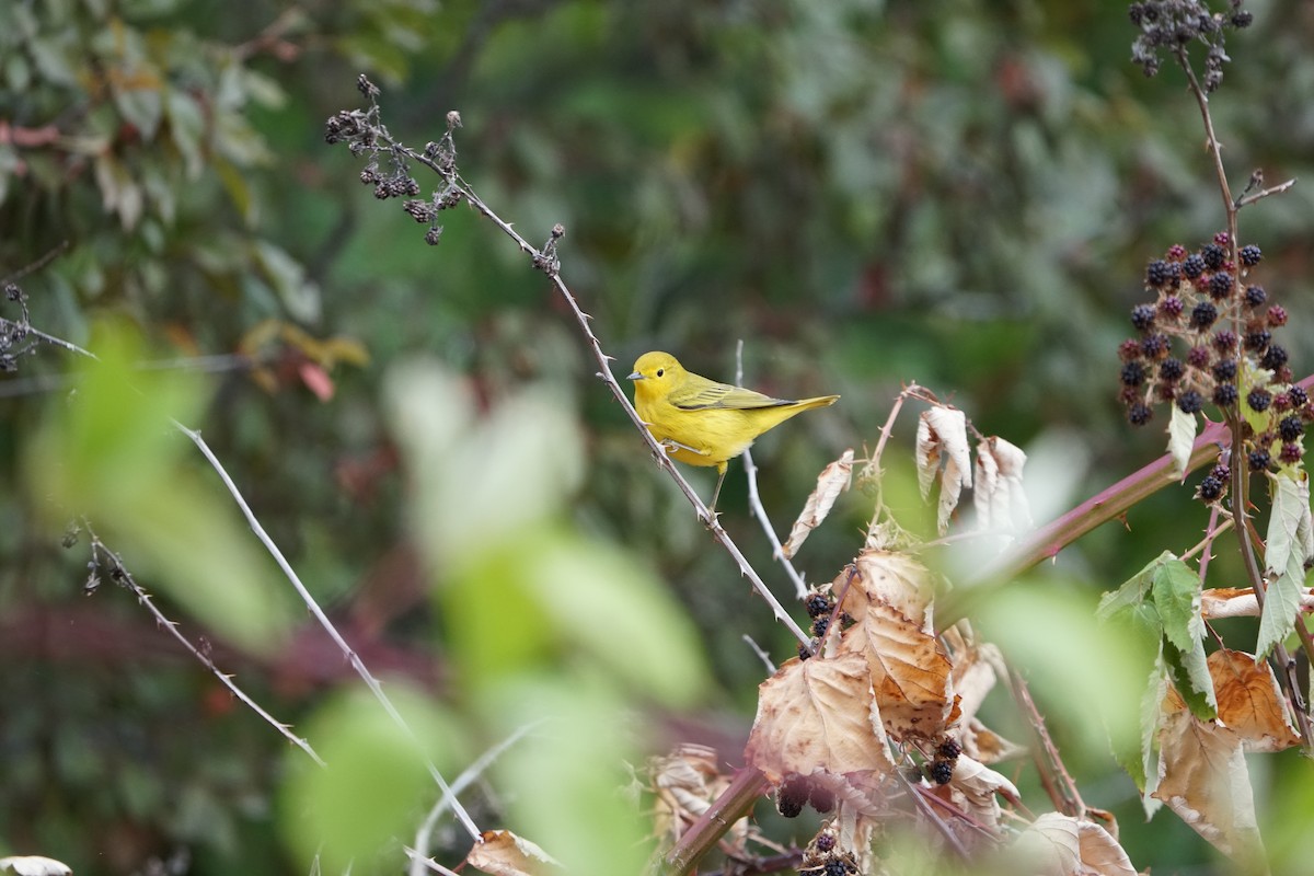 Yellow Warbler - ML483574851