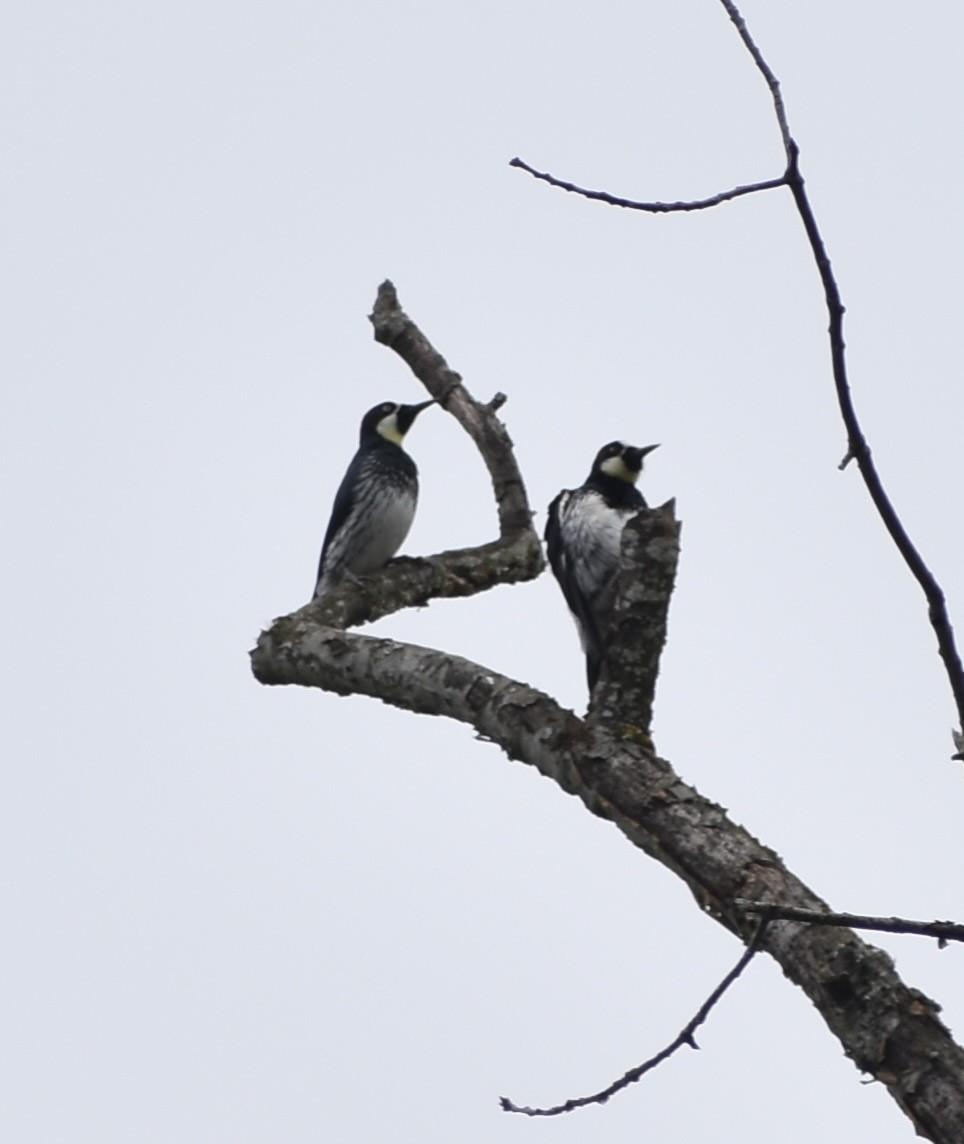 Acorn Woodpecker - ML483575051