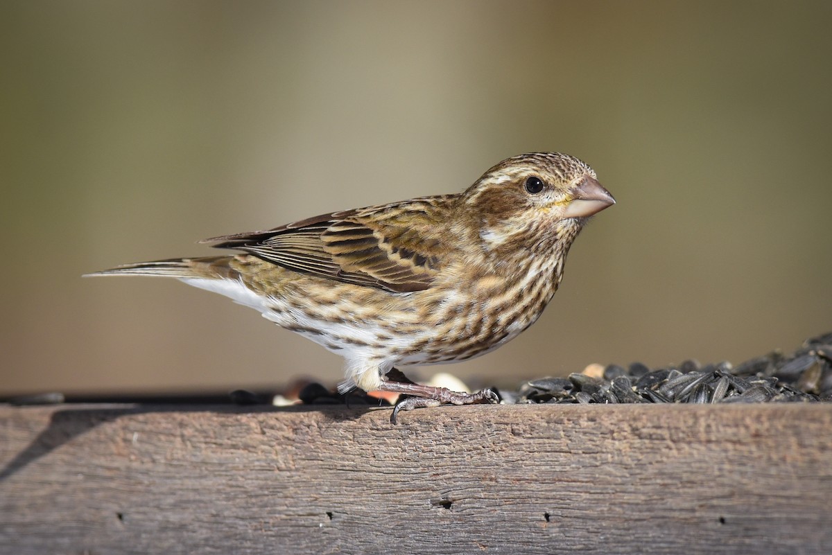 Purple Finch - ML48357511
