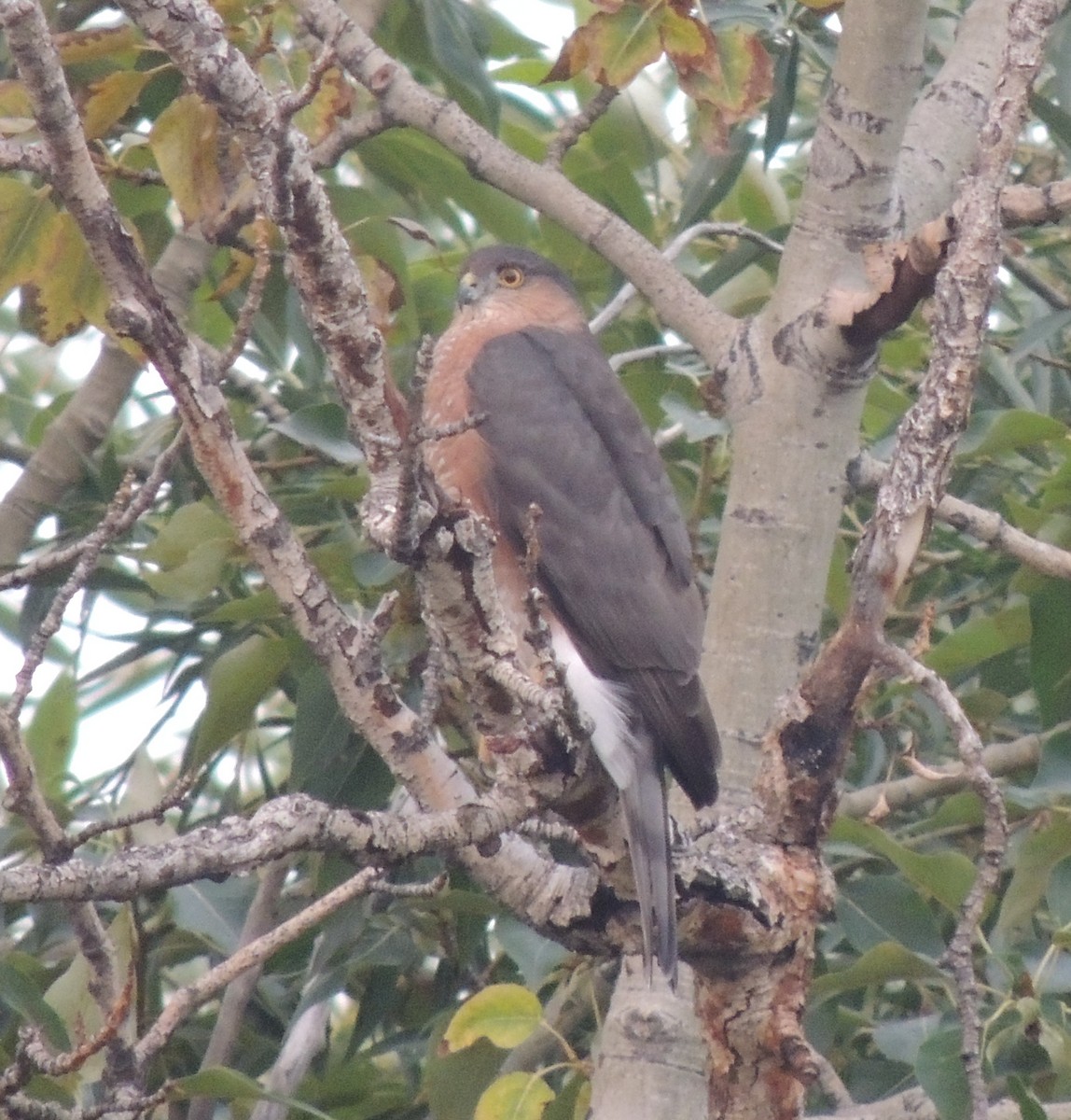 Sharp-shinned Hawk - ML483576141