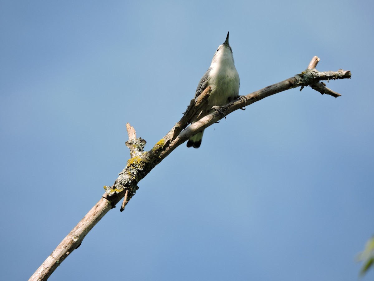 White-breasted Nuthatch - ML483576291