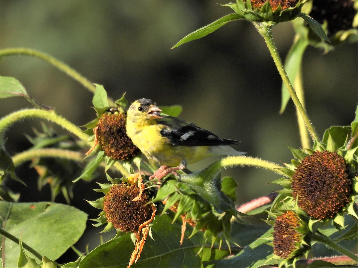 American Goldfinch - ML483576461