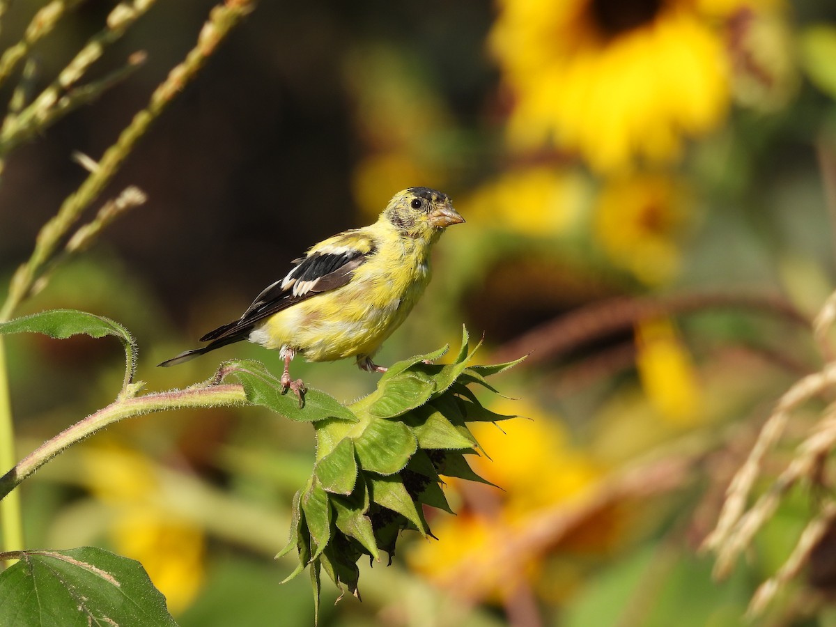 American Goldfinch - ML483576681