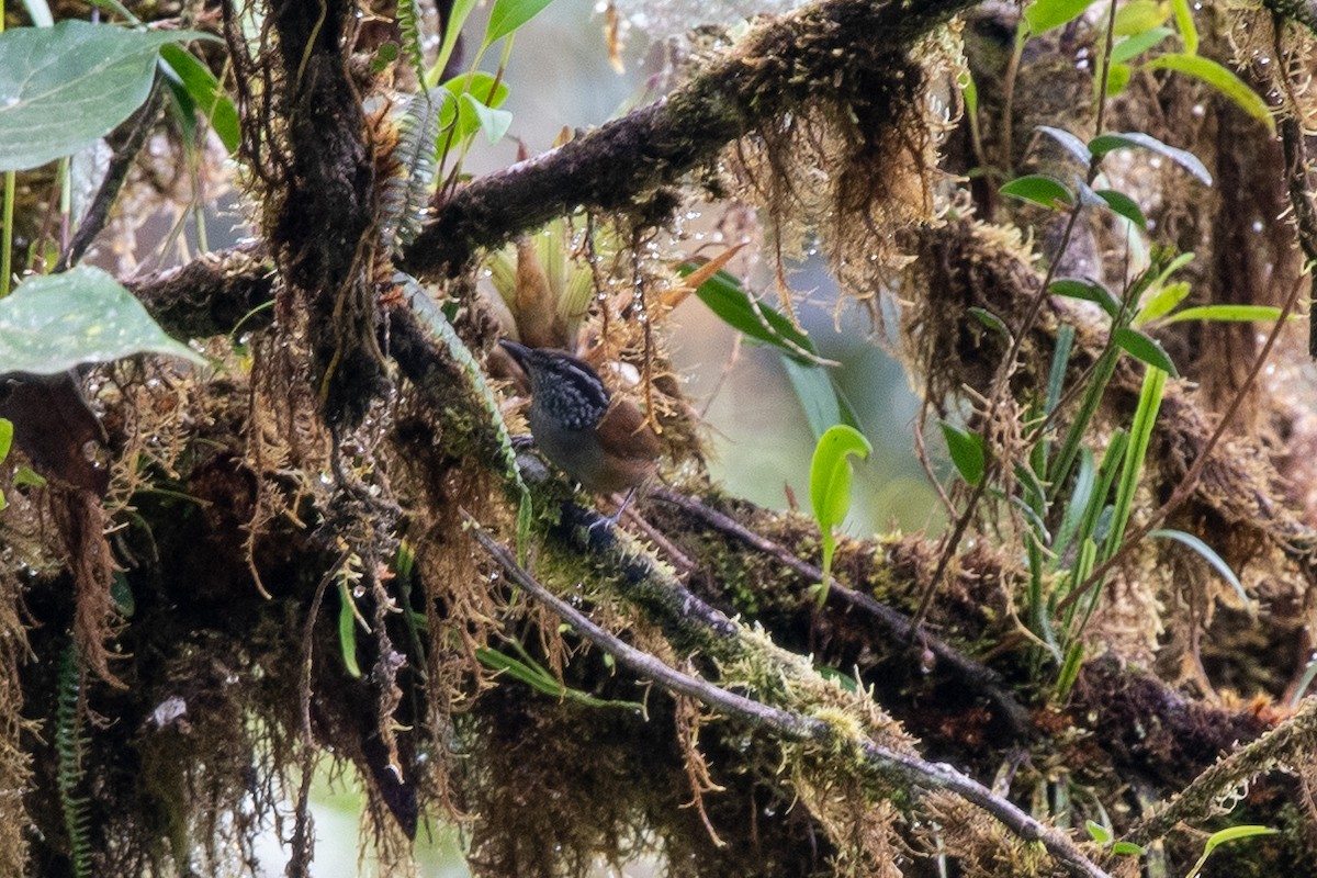 Gray-breasted Wood-Wren - ML483577681