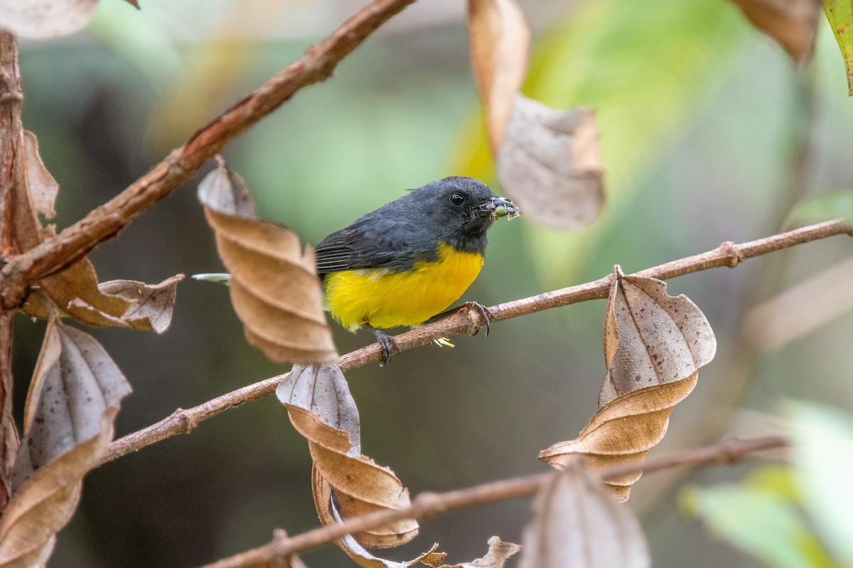 Slate-throated Redstart - ML483578701