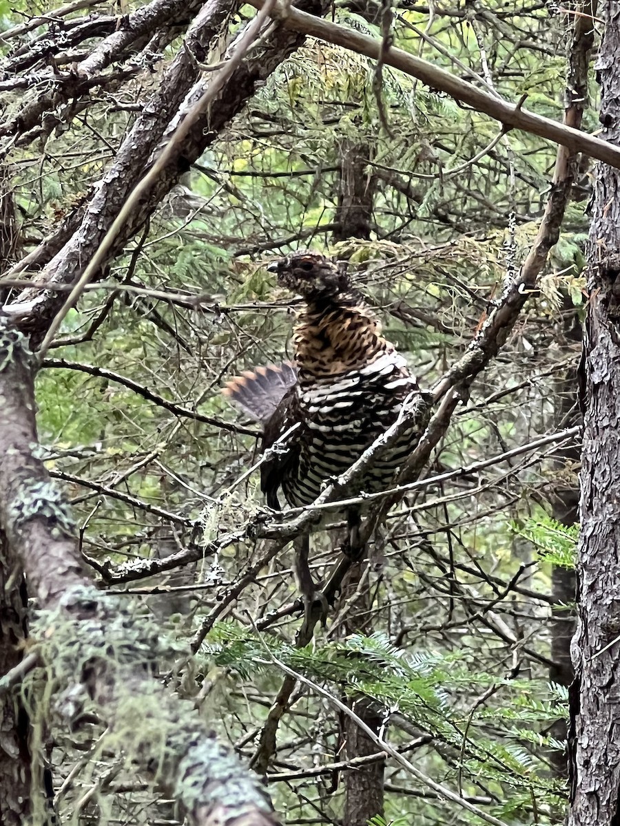 Spruce Grouse - ML483578831