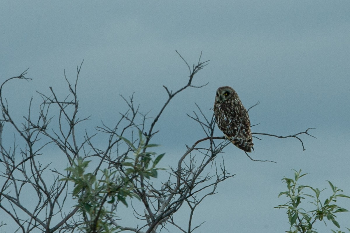 Short-eared Owl - Michael Henry