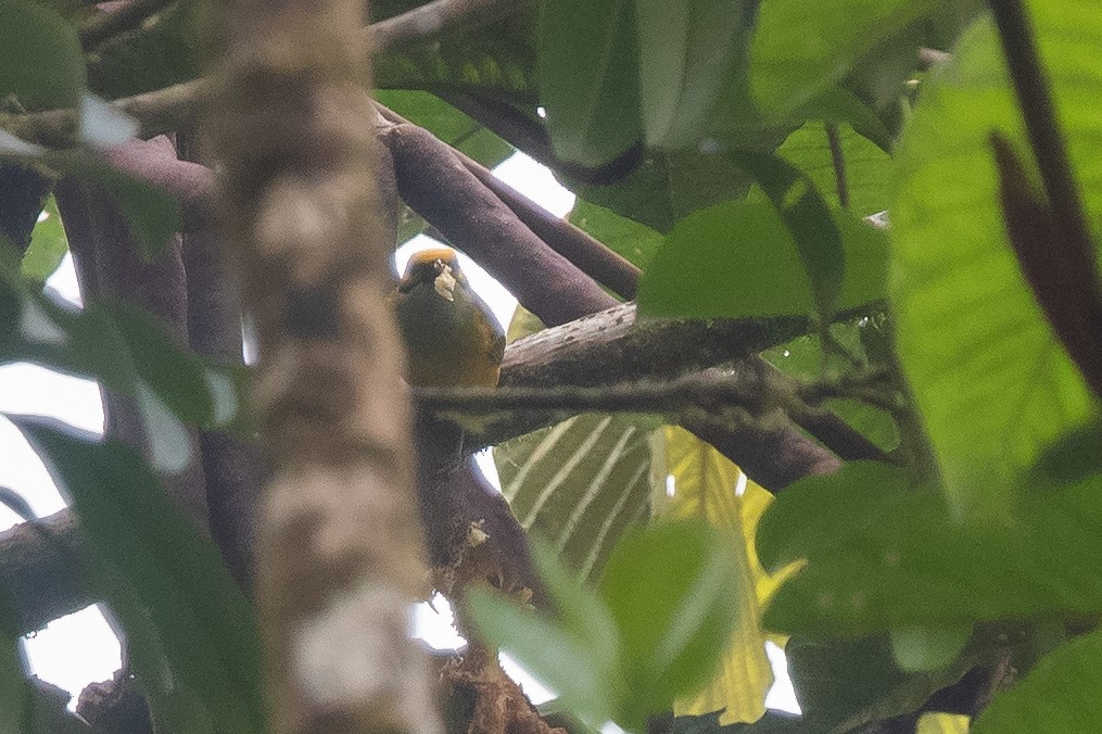 Silver-throated Tanager - ML483579511