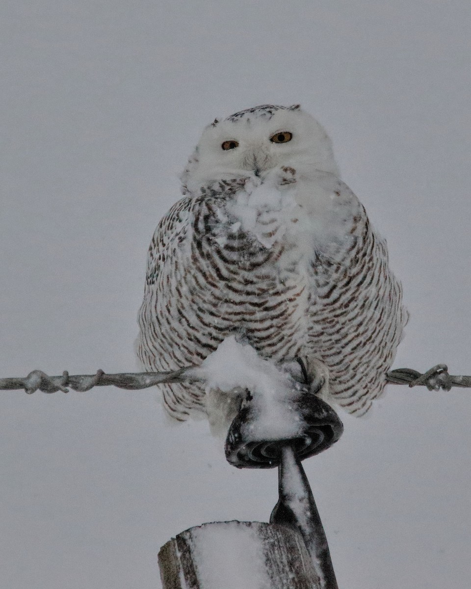 Snowy Owl - ML48358031