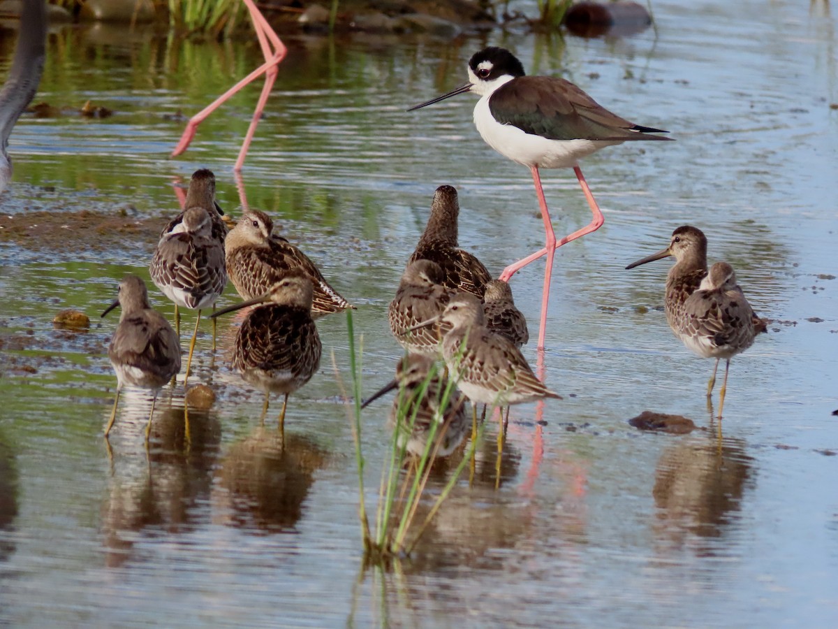 Short-billed Dowitcher - Thore Noernberg