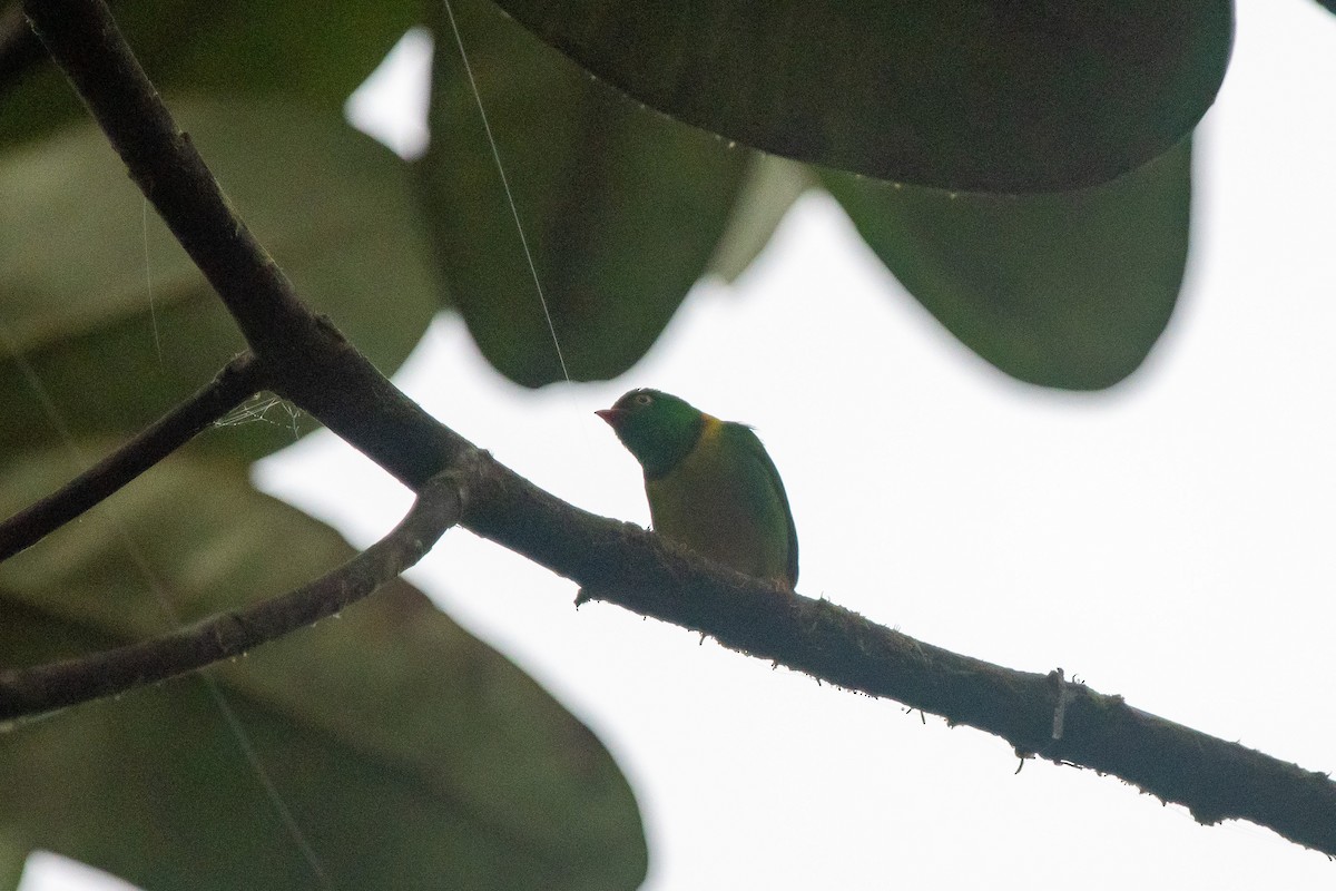 Yellow-collared Chlorophonia - ML483580571