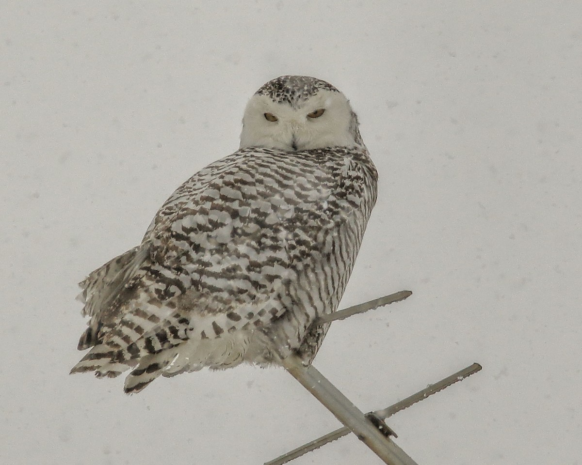 Snowy Owl - ML48358131