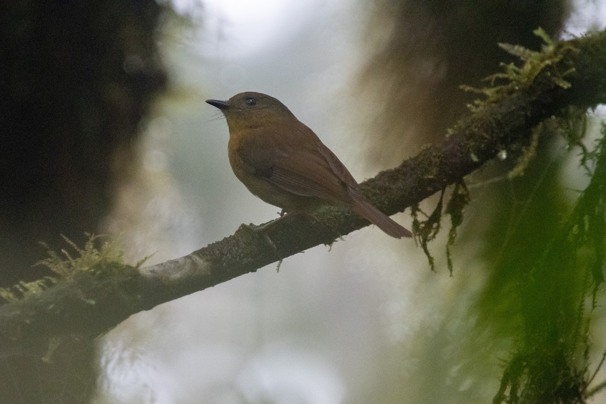 Bronze-olive Pygmy-Tyrant - ML483581341