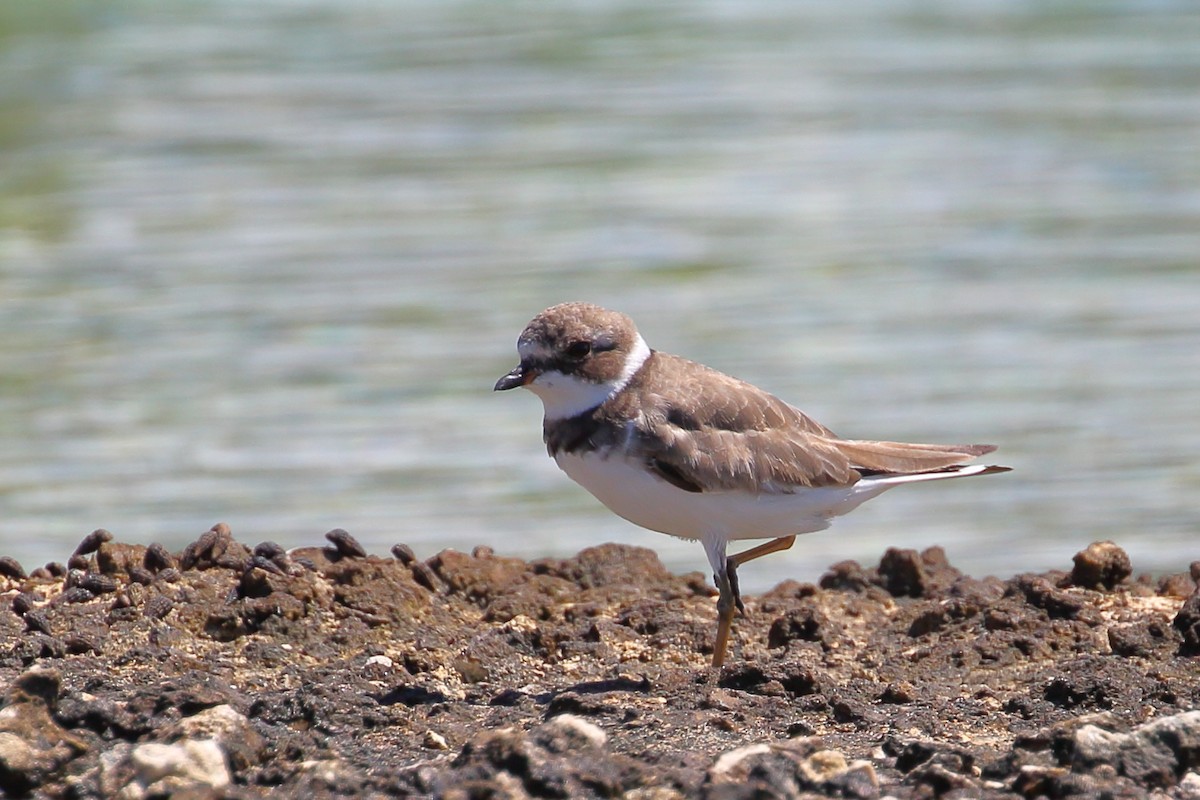 Semipalmated Plover - ML483581611