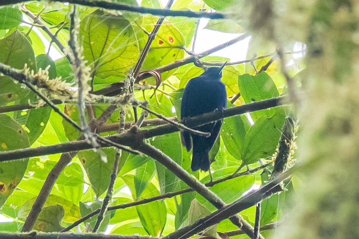 Indigo Flowerpiercer - ML483582421