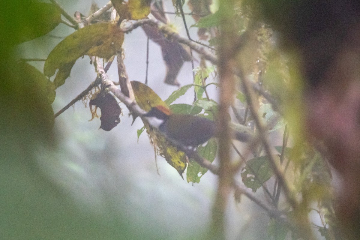 Chestnut-capped Brushfinch - ML483582971