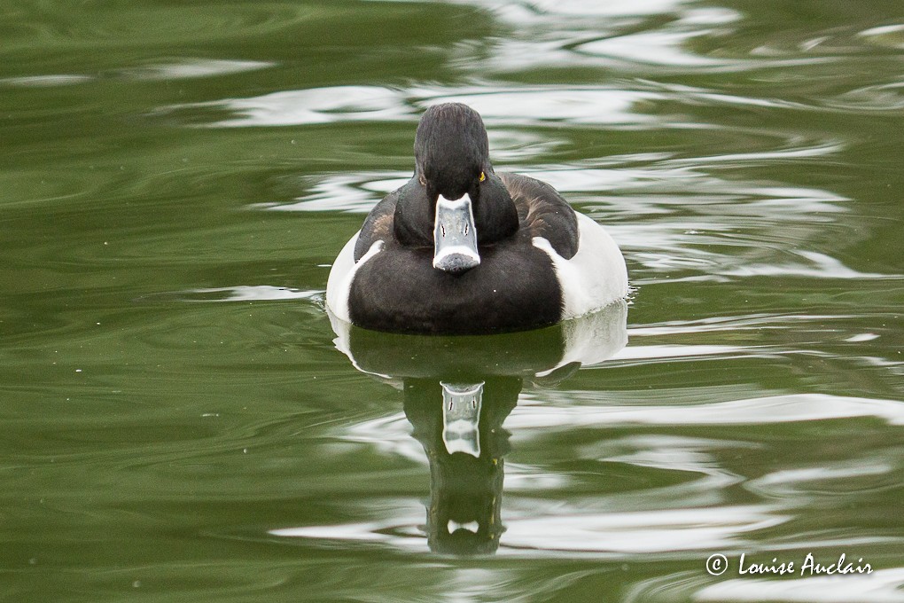 Ring-necked Duck - Louise Auclair
